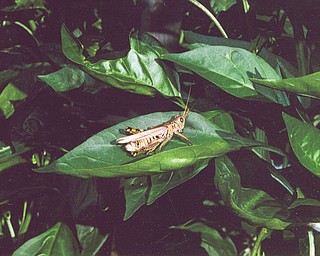 SNUG AS A BUG: This grasshopper stopped long enough for Michael Lacivita of Youngstown to capture him taking a break.