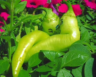 HOT PEPPERS: With a little help from his pen, Dave Len of Poland turned these peppers in a cute cuddly couple.