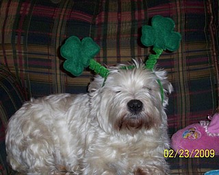 DOG EARS: Joining in on the St. Paddy’s Day fun at the LaRosa home in Boardman will be the family dog, Max.