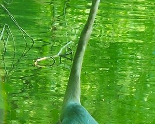 HIGH FIBER DIET? Dave Len of Poland captured this feathered friend, which appears to be munching on a twig.