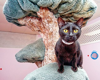 Midnight at the Cat Ladies Society Rescue and Adoption, Thursday March 12, 2009