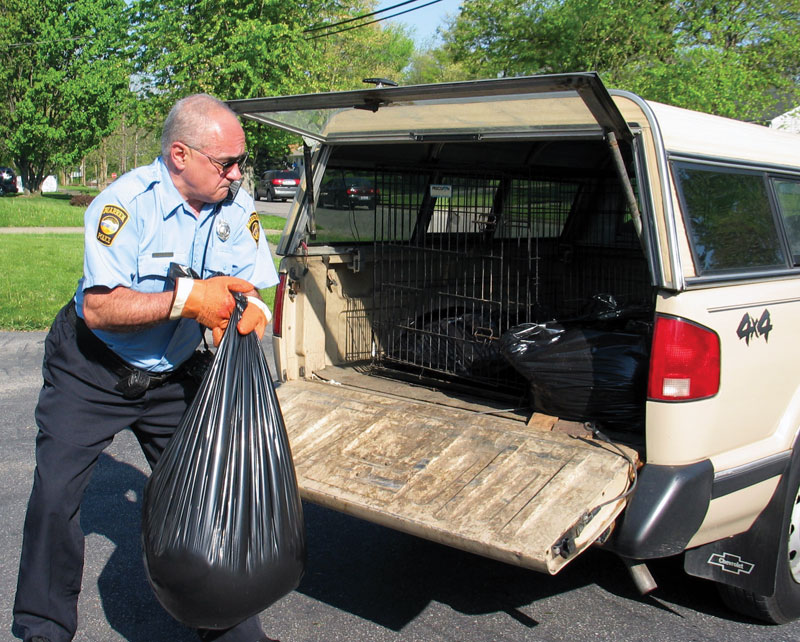 CLEANUP JOB: John Onatz, animal control officer with the Warren Police Department, hauls the remains of one of the three dogs shot by city police on Merriweather Street Northwest into his pickup truck. The dogs attacked a boy waiting for his school bus Tuesday morning.