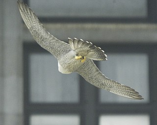 Peregrine Falcon Nest at the Mahoning County Courthouse, Youngstown, OH.