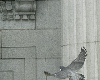 Peregrine Falcon Nest at the Mahoning County Courthouse, Youngstown, OH.