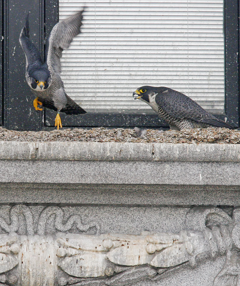 FALCON FLIGHT: This pair of peregrine falcons have set up house on the Mahoning County Courthouse. Their window-ledge nest outside the law library contains three  eggs being incubated by an adult female. 