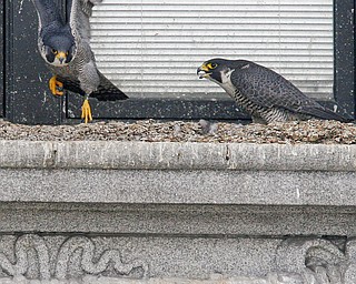 FALCON FLIGHT: This pair of peregrine falcons have set up house on the Mahoning County Courthouse. Their window-ledge nest outside the law library contains three eggs being incubated by an adult female.