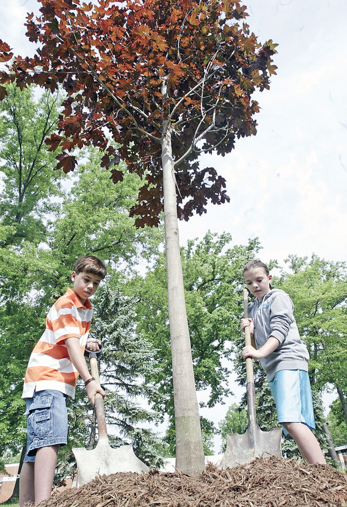 C,H. Campbell Elementary School 4th grade students Lake Bennett, left, and Gabby Eberly, help with a Norway Red Maple tree that was planted outside their school Thursday in Canfield.