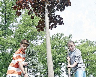 C,H. Campbell Elementary School 4th grade students Lake Bennett, left, and Gabby Eberly, help with a Norway Red Maple tree that was planted outside their school Thursday in Canfield.