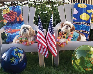 Preston (left), a Lhasa Apso, and Ernie (right), a Shih Tzu, are both
adopted rescue dogs. They’re enjoying summer in their Saturday suits. They
deserve it, say their owners, Tony and Fran Vitullo of McDonald.