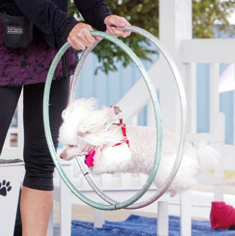 Michelle Harrell  guides one of her poodles through a hoop during a show at the Trumbull County Fair. Harrell travels the country with her poodles doing shows.