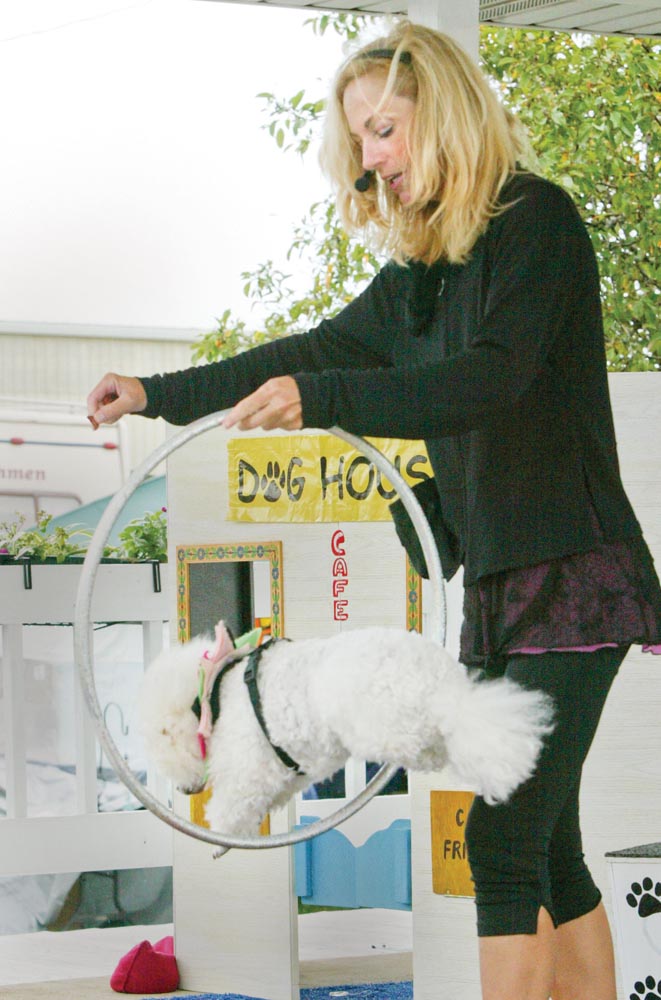 DOG DAYS OF SUMMER: Poodle handler Michelle Harrell shows that her poodles can jump through hoops, retrieve a pretend baby in a pretend burning house and otherwise ham it up. They were performing  tricks  Tuesday, the Trumbull County Fair’s opening day.   