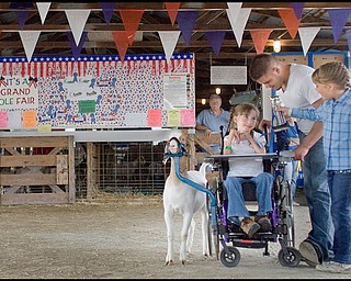 7.1.2009
Amber Jones, age 10 of Johnson, OH, alongside her cousin James Lewis and her goat, Thorn, receives a first place award in the Boer Dry Yearling class from Courtney Hubbard, age 8 of Johnston during the Trumbull County Fair on Wednesday afternoon. This marks Amber's first year showing goats after being involved in the 4-H program as a cloverbud for three years, this years participation was made possible by her father who with the help of a friend created a bracket allowing the goat to be attached to the chair she sits in due to having Cerebral Palsy.
Geoffrey Hauschild