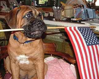 Donna Svabik of Youngstown shares this shot of her Bullmastiff, Ziggy, who was 6 months old when this picture was taken in July 2006