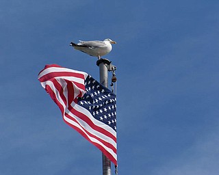 Peter Gabriel of Boardman took this picture recently at Plymouth Harbor. The flag flies over the Mayflower II.