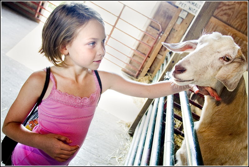 7.5.2009
Lauren Akuszewski, age 8 of Austintown, pets a goat at Mill Creek MetroParks' Farm in Canfield on Sunday afternoon.
Geoffrey Hauschild