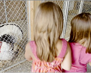 7.5.2009
Hanna Medved, 9 of Vienna, and Gianna Socciarelli, 7 of Canfield, watch a turkey display its feathers at Mill Creek MetroParks' Farm in Canfield on Sunday afternoon.
Geoffrey Hauschild