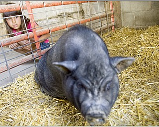 7.5.2009
Gianna Socciarelli, 7 of Canfield, watches a pig stand up after getting a belly rub at Mill Creek MetroParks' Farm in Canfield on Sunday afternoon.
Geoffrey Hauschild