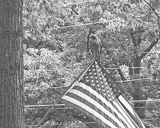 PERFECT PERCH: A hawk chose the Fourth of July to pose as a flagpole finial atop an American flag in the yard of Bill Hughes on Blueberry Hill Drive in Canfield. The bird, which had been fighting with other hawks to dominate the territory, paused to rest just long enough for neighbor John Schuler to capture the rare moment on film.