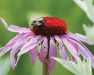 Sister Mary Ann, 90, has transformed the gardens at the Ursuline Mothers House - with her green thumb- here a bee takes full advantage of her abilities.