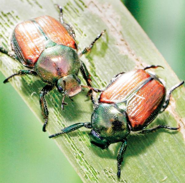 A pair of Japanese Beetles feed on an Iris leaf at the OSU extension garden in Cortland.