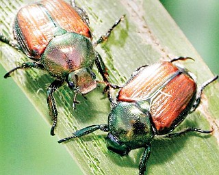 A pair of Japanese Beetles feed on an Iris leaf at the OSU extension garden in Cortland.