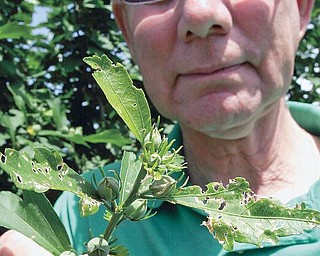 Steve Hudkins, master gardener with OS extension in Cortland shows damage to leaves from Japanese Beetles. wdlewis