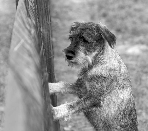 Willow, a schnauzer owned by Ken Carter, seems anxious to join the other four-legged park visitors.