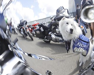 1.5 year old samoyed d'Artagnan is reflected in a motorcycle in the parking lot of Harley Davidson Biketown. He is a donation dog working with Angels for Animals during the charity event, Sunday July 19, 2009
Lisa-Ann Ishihara