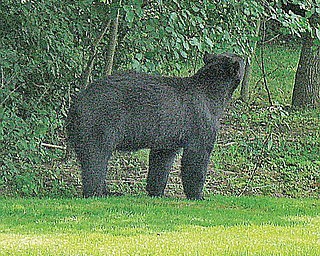 A black bear is spotted over the weekend in Canfield.