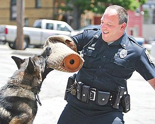 BITE OUT OF CRIME: Achill works on his compression bite with New Castle police Officer Anthony Mangino. The dog is one of three shepherds in the police department’s Canine Corps. A bike run Saturday will benefit the unit.