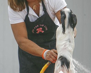Fling, a Papillon puppy, winces as his owner, Erica Vigot, washes him during the Steel Valley Cluster Dog Show. The four-day show is at the Canfield Fairgrounds and runs through Sunday.