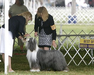 BEST OF BREED - Judge Minna Liisa Koles judges the Beared Collie of Diane Hanigan (one n) of New Town Pa as she shows Brigadoon -One- Day- At -Time to the honor of Best of Breed today Thursday - -as the four day Steel Valley Cluster Dog Show at the Canfield Fairgrounds runs through Sunday - robertkyosay