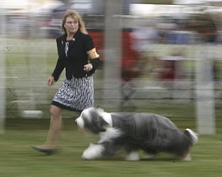 BEST OF BREED - Judge Minna Liisa Koles judges the Beared Collie of Diane Hanigan (one n) of New Town Pa as she shows Brigadoon -One- Day- At -Time to the honor of Best of Breed today Thursday - -as the four day Steel Valley Cluster Dog Show at the Canfield Fairgrounds runs through Sunday - robertkyosay