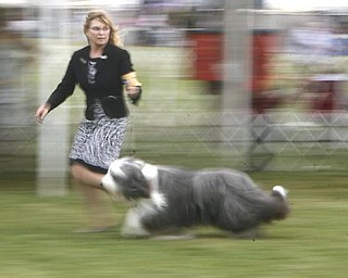 BEST OF BREED - Judge Minna Liisa Koles judges the Beared Collie of Diane Hanigan (one n) of New Town Pa as she shows Brigadoon -One- Day- At -Time to the honor of Best of Breed today Thursday - -as the four day Steel Valley Cluster Dog Show at the Canfield Fairgrounds runs through Sunday - robertkyosay