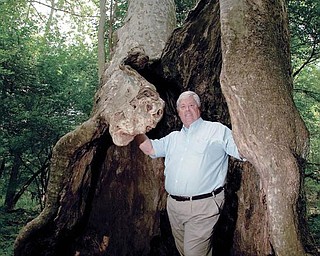 Bob Zedaker, chairman of the Poland Municipal Forest board, stands inside a hollowed out sycamore tree in Poland’s Municipal Forest last week. Zedaker’s grandfather helped build a pavilion near the forest’s College Street entrance.