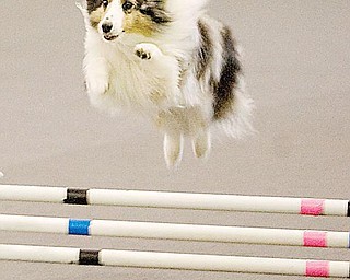 LOOK, UP IN THE SKY. IT’S A DOG? Troy, a shetland sheepdog owned by Denise Letterman of Moon Township, Pa., runs the obstacle course during agility trials Saturday in Washingtonville.