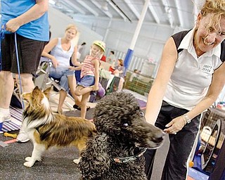 WHAT'S UP: Skyy, a standard poodle, seems more interested in the camera than in his owner, Shelly Wallens of Bainbridge Township. Wallens was taking Skyy out of his crate for a little walk during the dog agility trials at Four Seasons K9 Athlete Center in Washingtonville.