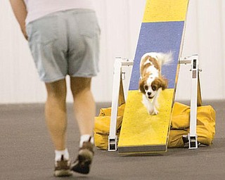 Dog agility trials at Four Seasons K9 Athlete Center in Washingtonville.
