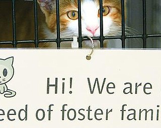 SAVE ME: A cat peers from behind a sign at Angels for Animals on West South Range Road.
