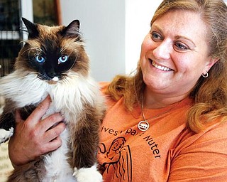 SITTING PRETTY: Kate McDermott, the new general manager at Angels for Animals, holds a purebred Siberian cat recently brought to the shelter.