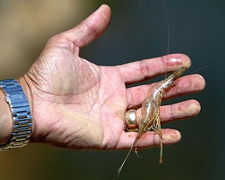 ADULT PRAWN: Eiselstein shows the skin or shell left by a giant Malaysian prawn when it molted, which he says indicates the large shrimp he plans to harvest this month will be 4 to 5 inches long.