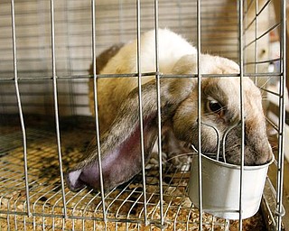 The Vindicator/Robert K. Yosay ----- no funny comments on ears... as an English Lop Bunny with rather large ears won a blue ribbon - Kelly King is the owner
942009