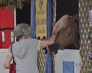 Meeting a horse at the Canfield Fair