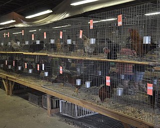 The Canfield Fair, Friday, September 4, 2009