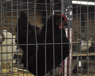 A rooster at the fair