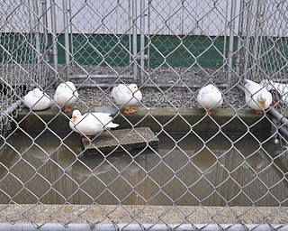 Ducks at the fair