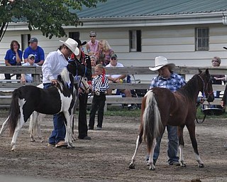 Juding at the Canfield Fair.