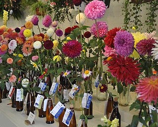 Blooms on display at the Canfield Fair. Sept. 4, 2009