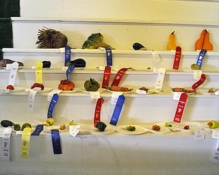Vegetable oddities at the Canfield Fair. Sept. 4, 2009