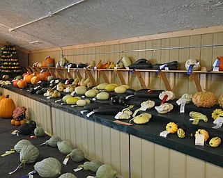 Mahoning Valley Giant Pumpkin Growers squash display
